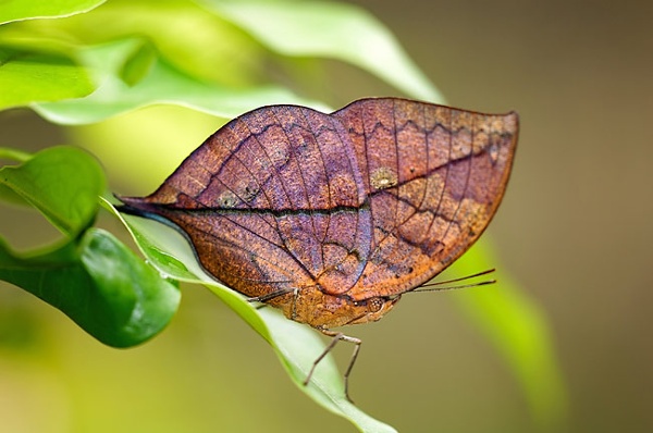 Leafy Butterfly