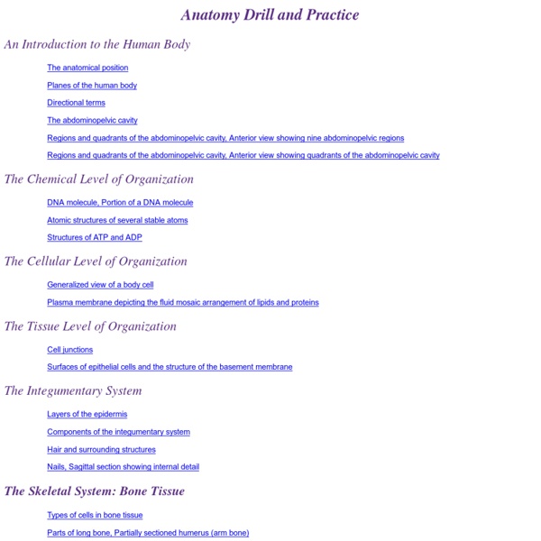 Anatomy Drill and Practice