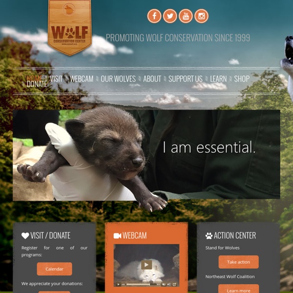 Promoting Wolf Conservation Since 1999