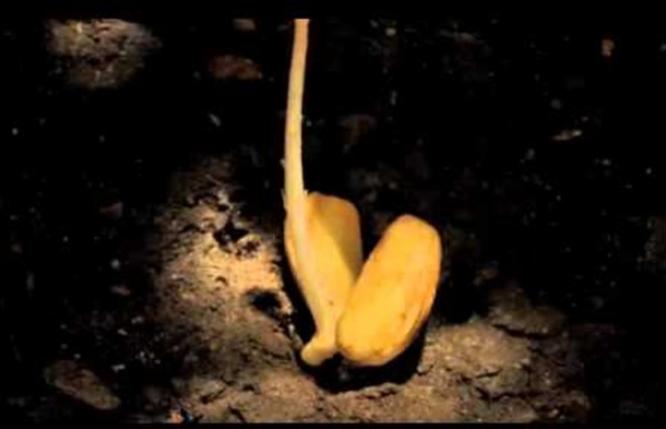 El nacimiento de un árbol