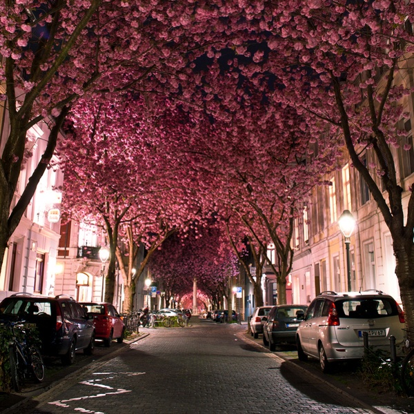 Marcelbednarzcherryblossomavenue.jpg (599×640)