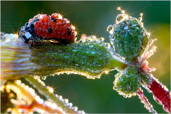 Jens_kolk_naturdokument_marienkaefer_makro.jpg (JPEG Image, 900x602 pixels)