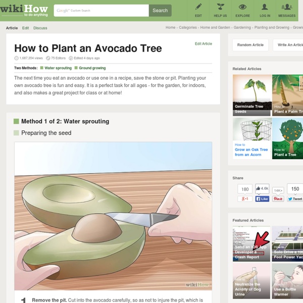 How to Plant an Avocado Tree: 14 steps