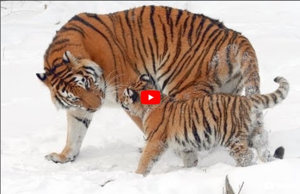 Sonidos de animales para niños