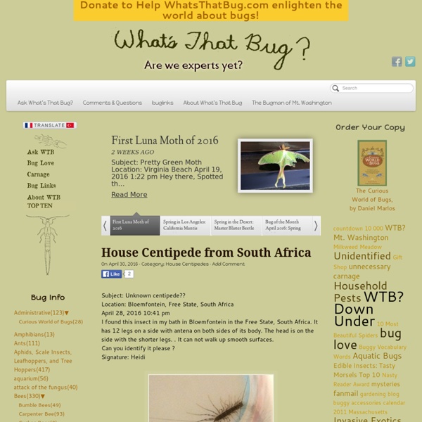 What's That Bug?