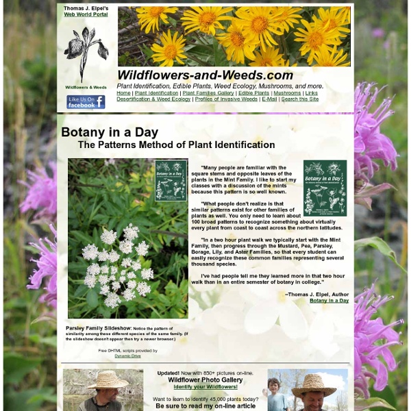 Wildflowers & Weeds: Learn To Identify Wildflowers With Botany In A Day