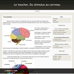 1/ Le cerveau - Le toucher, Du stimulus au cerveau