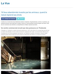 14 lieux abandonnés investis par les animaux, quand la nature reprend ses droits