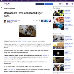 Dog adopts three tiger cubs abandoned by mother