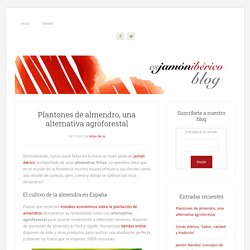 Plantones de almendro como alternativa agroforestal