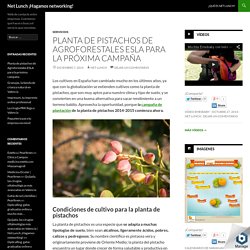 Planta de pistachos de Agroforestales ESLA para la próxima campaña - Net Lunch ¡Hagamos networking!