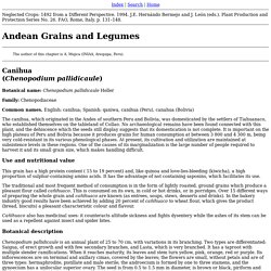 Andean Grains and Legumes