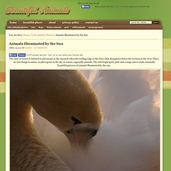 Animals Illuminated by the Sun