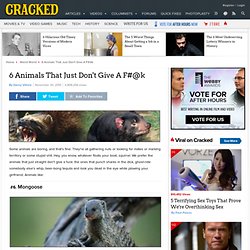 6 Animals That Just Don't Give A F#@k