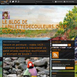vidéo 1623 : Comment peindre à l'aquarelle un petit oiseau exotique multicolore: Le diamant de Gould ?