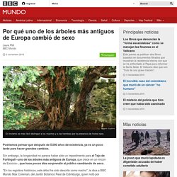 Por qué uno de los árboles más antiguos de Europa cambió de sexo - BBC Mundo