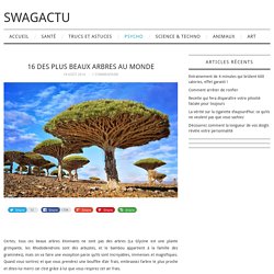 Arbre : les 16 des plus beaux arbres au monde