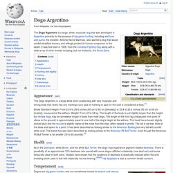 Dogo Argentino