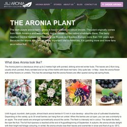 Varieties - Origin - Cultivation