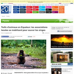 Trafic d'animaux en Equateur: les associations locales se mobilisent pour sauver les singes