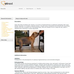 Atopy in dogs and cats