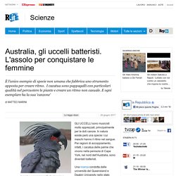 Australia, gli uccelli batteristi. L'assolo per conquistare le femmine