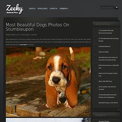 Most Beautiful Dogs Photos On Stumbleupon