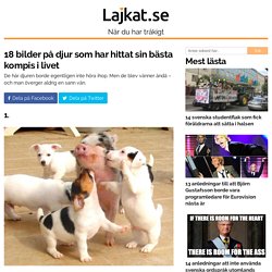 18 bilder på djur som har hittat sin bästa kompis i livet
