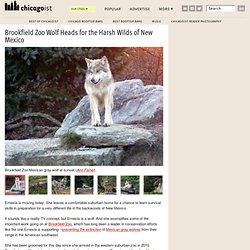 Brookfield Zoo Wolf Heads for the Harsh Wilds of New Mexico