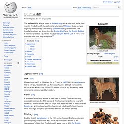Bullmastiff