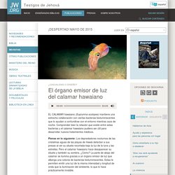 El órgano emisor de luz del calamar hawaiano