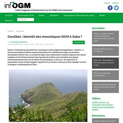 Caraïbes : bientôt des moustiques OGM à Saba ? - Inf'OGM - Veille citoyenne sur les OGM