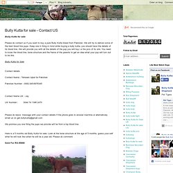 Bully Kutta for sale - Contact US
