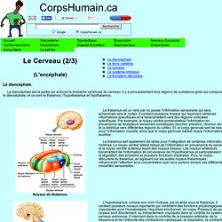Le cerveau - ou le système nerveux central