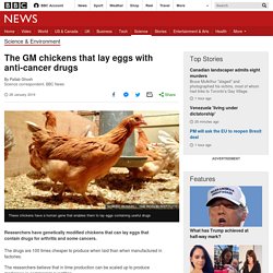 The GM chickens that lay eggs with anti-cancer drugs