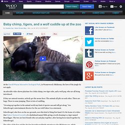 Baby chimp, tigers, and a wolf cuddle up at the zoo