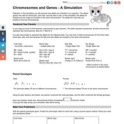 Chromosomes and Genes - A Simulation