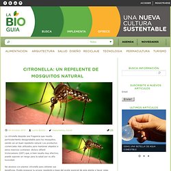 Citronella: un repelente de mosquitos natural