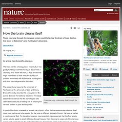 How the brain cleans itself