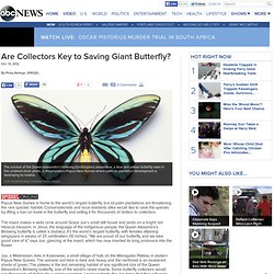 Are Collectors Key to Saving Giant Butterfly?