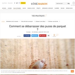Comment se débarrasser des puces de parquet ?