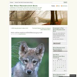 Feds confirm employee killed Mexican gray wolf