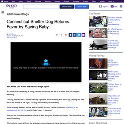 Connecticut Shelter Dog Returns Favor by Saving Baby