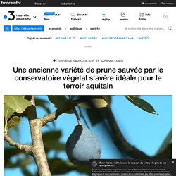 Une ancienne variété de prune sauvée par le conservatoire végétal s'avère idéale pour le terroir aquitain - France 3 Nouvelle-Aquitaine