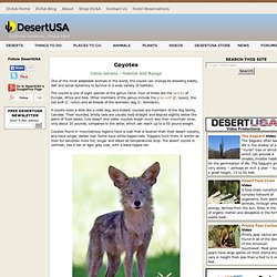 Coyotes Coyote Facts and Photos
