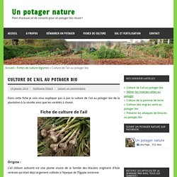 Culture de l'ail au potager bio - Un potager nature