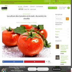 La culture des tomates en 6 mois : du semis à la récolte - Astuces Au Potager