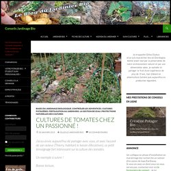 Cultures de tomates chez un passionné !