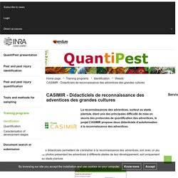QuantiPest - CASIMIR - Didacticiels de reconnaissance des adventices des grandes cultures