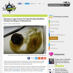 Dinosaur Legs Grown On Genetically Modified Chicken Embryos In World First